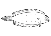 Відьмина камбала (glyptocephalus cynoglossus)