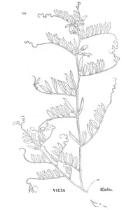 Віка (рід vicia)