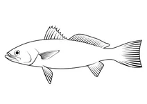 Вікфіш (cynoscion regalis)