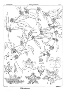 Vincetoxicum arnottianum