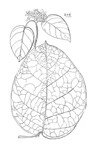 Vincetoxicum pachylepis
