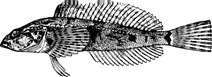 Вінтажний cottus evermanni