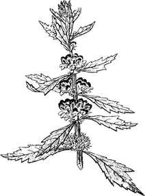 Вінтажний leonurus royleanus