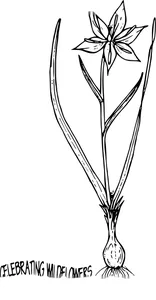 Вінтажний lloydia serotina