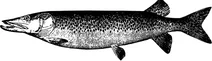 Вінтажний muskellunge