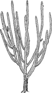 Вінтажний pilosocereus royenii