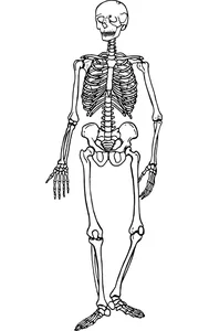 Вінтажний скелет