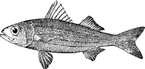 Вінтажний xenocys jessiae