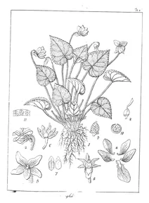 Viola wightiana (wall.)