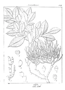 Viscum moniliforme та viscum coralloides