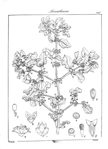 Viscum orbiculatum