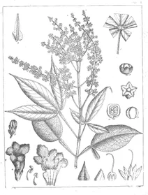 Vitex altissima
