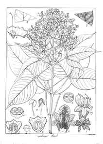 Vitex arborea
