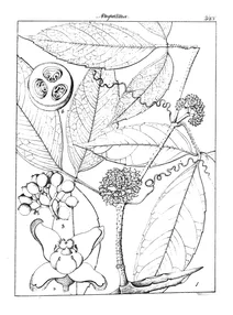 Vitis muricata