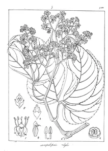 Vitis neilgherriensis