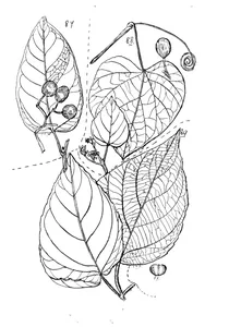 Vitis oblonga та vitis cordata та vitis strigosa