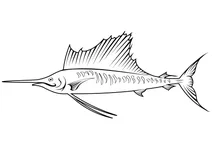 Вітрильник індо-тихоокеанський (istiophorus platypterus)