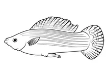 Вітрильний моллі (poecilia latipinna)