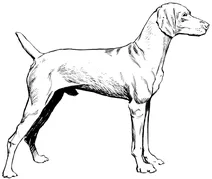 Візла