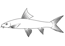 Водоростеїд сіамський (crossocheilus oblongus)