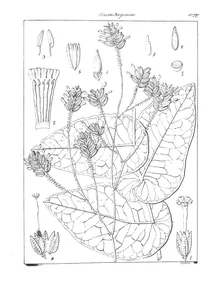 Vogelia indica (gibson)