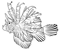 Вогненна риба-лев (pterois miles)