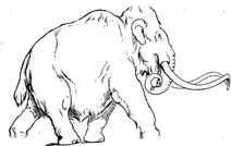Волохатий мамонт (elephas primigenius)