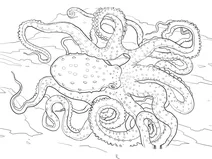 Восьминіг білоплямистий (octopus macropus)