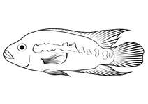 Восьмисмугова цихліда (rocio octofasciata)