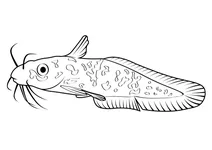 Вугроподібний сом (tandanus tandanus)