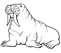 Вусатий морж