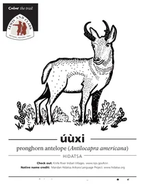 Вилорога антилопа (antilocapra americana)