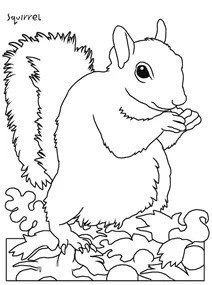 Вивірка сіра (білка)