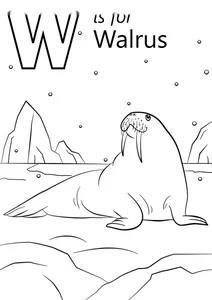 W — морж