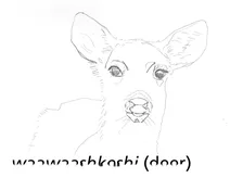 Waawaashkeshi (олень)