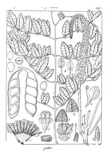 Wagatea spicata