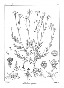 Wahlenbergia agrestis