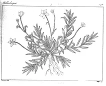 Wahlenbergia indica