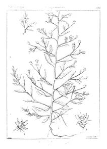 Wahlenbergia perotifolia