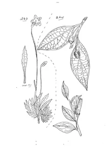 Wahlenbergia saxicola та agapetes meiniana