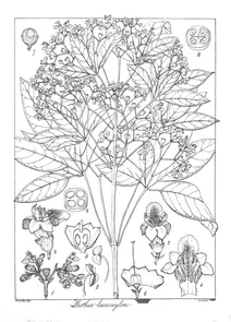 Wallrothia leucoxylon