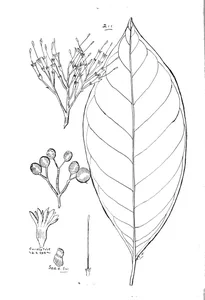 Webera dallachiana