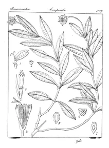 Wedelia calendulacea