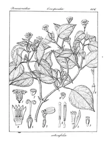 Wedelia urticaefolia