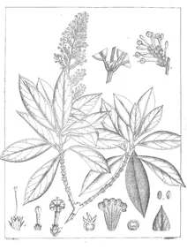 Wendlandia notoniana