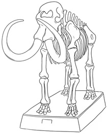 Woolly mammoth skeleton in museum