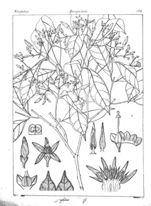 Wrightia rothii