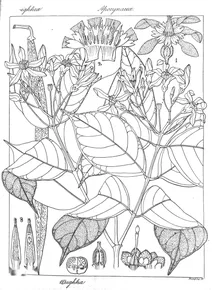 Wrightia wallichii