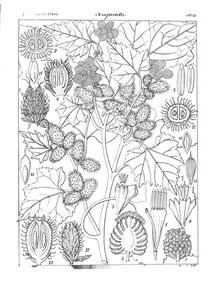 Xanthium indicum