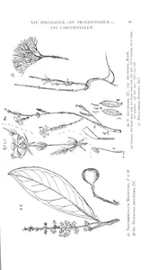 Xanthophyllum macintyrii та frankenia pauciflora та frankenia pauciflora thymoides та polycarpaea burtoni